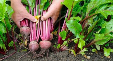 Kdy odstranit řepu ze zahrady k uskladnění, kolik dní roste